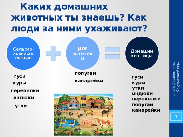 Школа Дошкольника. Окружающий мир.  Каких домашних животных ты знаешь? Как люди за ними ухаживают? Сельско-хозяйствен-ные Для эстетики Домашнике птицы попугаи гуси гуси куры утки индюки перепелки попугаи канарейки  канарейки куры перепелки индюки утки 7 