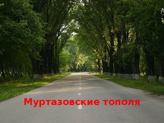Муртазовские тополя 