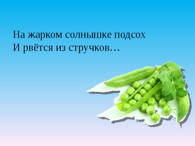 На жарком солнышке подсох  И рвётся из стручков…   