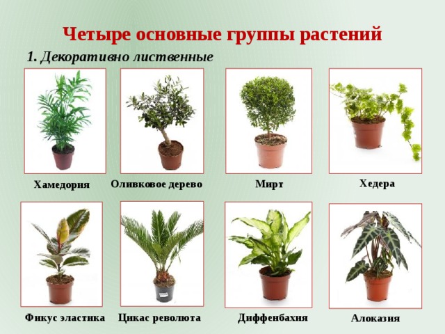 Четыре основные группы растений 1. Декоративно лиственные Хедера Мирт Оливковое дерево Хамедория Фикус эластика Цикас революта Диффенбахия Алоказия 