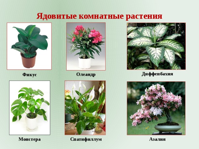 Ядовитые комнатные растения Диффенбахия Олеандр Фикус Монстера Спатифиллум Азалия 