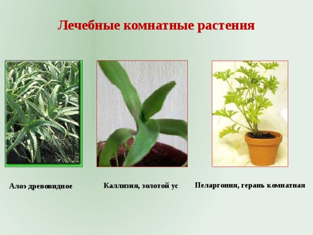 Лечебные комнатные растения Пеларгония, герань комнатная Каллизия, золотой ус Алоэ древовидное 