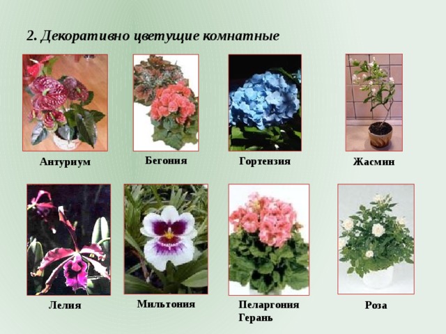 2. Декоративно цветущие комнатные Бегония Гортензия Антуриум Жасмин Мильтония Пеларгония Герань Лелия Роза 