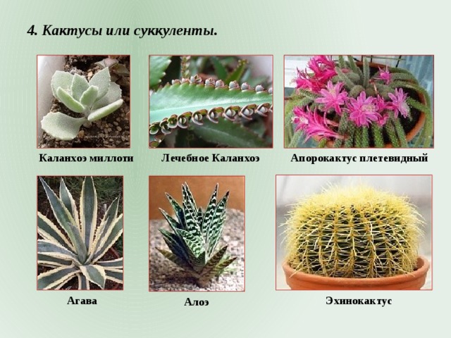 4. Кактусы или суккуленты. Лечебное Каланхоэ Каланхоэ миллоти Апорокактус плетевидный Эхинокактус Агава Алоэ 