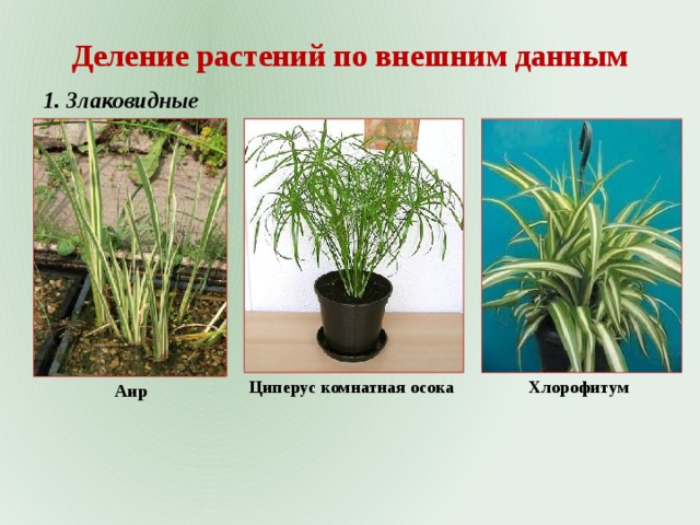 Деление растений по внешним данным 1. Злаковидные Циперус комнатная осока Хлорофитум Аир 