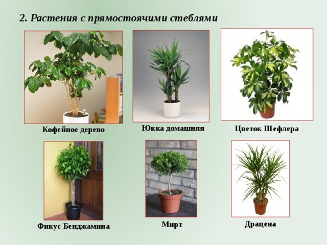 2. Растения с прямостоячими стеблями Юкка домашняя Цветок Шефлера Кофейное дерево Драцена Мирт Фикус Бенджамина 
