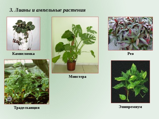 3. Лианы и ампельные растения Рео Камнеломка Монстера Эпипремнум Традесканция 