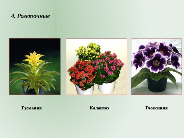4. Розеточные Гусмания Каланхоэ Глоксиния 