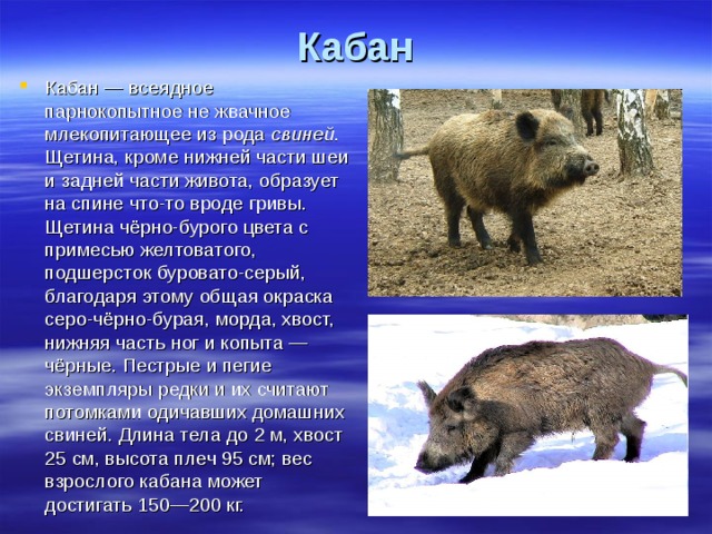 Кабан Кабан — всеядное парнокопытное не жвачное млекопитающее из рода свиней . Щетина, кроме нижней части шеи и задней части живота, образует на спине что-то вроде гривы. Щетина чёрно-бурого цвета с примесью желтоватого, подшерсток буровато-серый, благодаря этому общая окраска серо-чёрно-бурая, морда, хвост, нижняя часть ног и копыта — чёрные. Пестрые и пегие экземпляры редки и их считают потомками одичавших домашних свиней. Длина тела до 2 м, хвост 25 см, высота плеч 95 см; вес взрослого кабана может достигать 150—200 кг. 