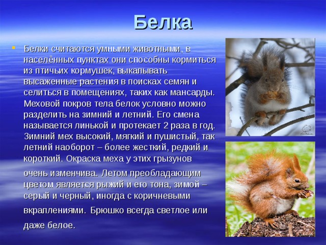 Белка Белки считаются умными животными, в населённых пунктах они способны кормиться из птичьих кормушек, выкапывать высаженные растения в поисках семян и селиться в помещениях, таких как мансарды. Меховой покров тела белок условно можно разделить на зимний и летний. Его смена называется линькой и протекает 2 раза в год. Зимний мех высокий, мягкий и пушистый, так летний наоборот – более жесткий, редкий и короткий. Окраска меха у этих грызунов очень изменчива.  Летом преобладающим цветом является рыжий и его тона, зимой – серый и черный, иногда с коричневыми вкраплениями.  Брюшко всегда светлое или даже белое.  