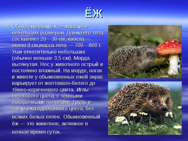 ЁЖ Обыкновенный ёж — животное небольших размеров. Длина его тела составляет 20—30 см, хвоста — около 3 см,масса тела — 700—800 г. Уши относительно небольшие (обычно меньше 3,5 см). Морда вытянутая. Нос у животного острый и постоянно влажный. На морде, ногах и животе у обыкновенных ежей окрас варьирует от желтовато-белого до тёмно-коричневого цвета. Иглы буроватого цвета, с тёмными поперечными полосами. Грудь и горло ежа однотонного цвета, без всяких белых пятен.  Обыкновенный ёж — это животное, активное в ночное время суток.  