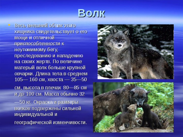 Волк Весь внешний облик этого хищника свидетельствует о его мощи и отличной приспособленности к неутомимому бегу, преследованию и нападению на своих жертв. По величине матерый волк больше крупной овчарки. Длина тела в среднем 105— 160 см, хвоста — 35—50 см, высота в плечах  80—85 см и до 100 см. Масса обычно 32—50 кг.  Окраска и размеры волков подвержены сильной индивидуальной и географической изменчивости.  