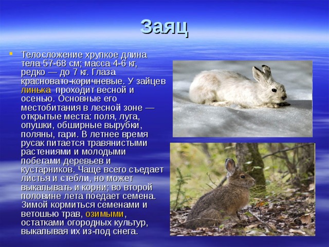 Заяц Телосложение хрупкое длина тела 57-68 см; масса 4-6 кг, редко — до 7 кг. Глаза красновато-коричневые. У зайцев линька проходит весной и осенью. Основные его местобитания в лесной зоне — открытые места: поля, луга, опушки, обширные вырубки, поляны, гари. В летнее время русак питается травянистыми растениями и молодыми побегами деревьев и кустарников. Чаще всего съедает листья и стебли, но может выкапывать и корни; во второй половине лета поедает семена. Зимой кормиться семенами и ветошью трав, озимыми , остатками огородных культур, выкапывая их из-под снега. 