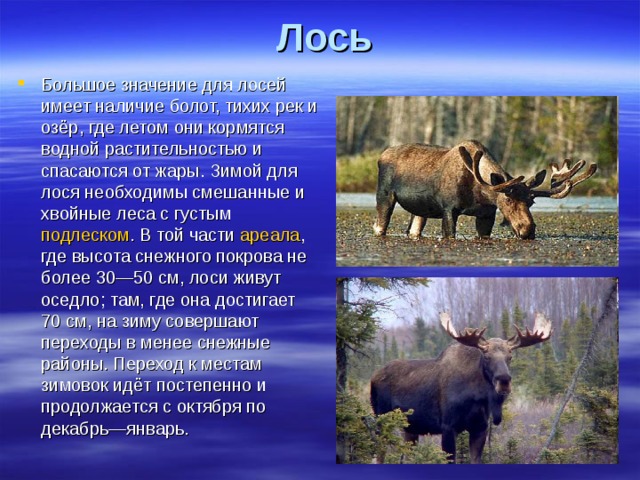 Лось Большое значение для лосей имеет наличие болот, тихих рек и озёр, где летом они кормятся водной растительностью и спасаются от жары. Зимой для лося необходимы смешанные и хвойные леса с густым подлеском . В той части ареала , где высота снежного покрова не более 30—50 см, лоси живут оседло; там, где она достигает 70 см, на зиму совершают переходы в менее снежные районы. Переход к местам зимовок идёт постепенно и продолжается с октября по декабрь—январь. 