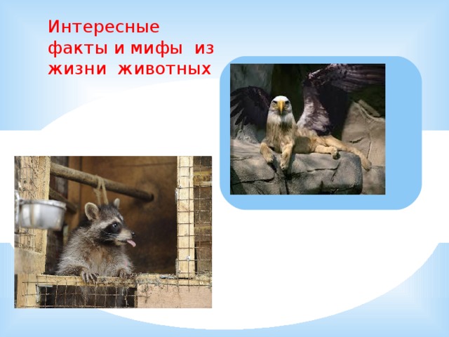 Интересные факты и мифы из жизни животных 