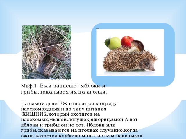 Миф 1 - Ежи запасают яблоки и грибы,накалывая их на иголки.   На самом деле ЁЖ относится к отряду насекомоядных и по типу питания -ХИЩНИК,который охотится на насекомых,мышей,лягушек,ящериц,змей.А вот яблоки и грибы он не ест. Яблоки или грибы,оказываются на иголках случайно,когда ёжик катается клубочком по листьям,накалывая их,чтобы отнести в норку для тепла на зиму. 