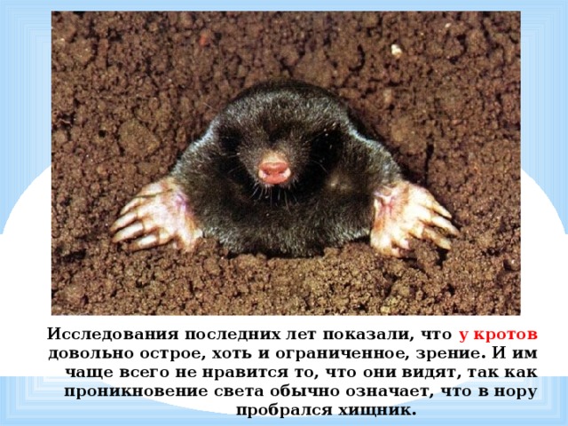 Исследования последних лет показали, что у кротов довольно острое, хоть и ограниченное, зрение. И им чаще всего не нравится то, что они видят, так как проникновение света обычно означает, что в нору пробрался хищник. 