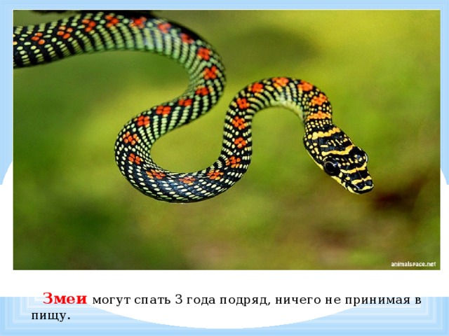            Змеи могут спать 3 года подряд, ничего не принимая в пищу. 