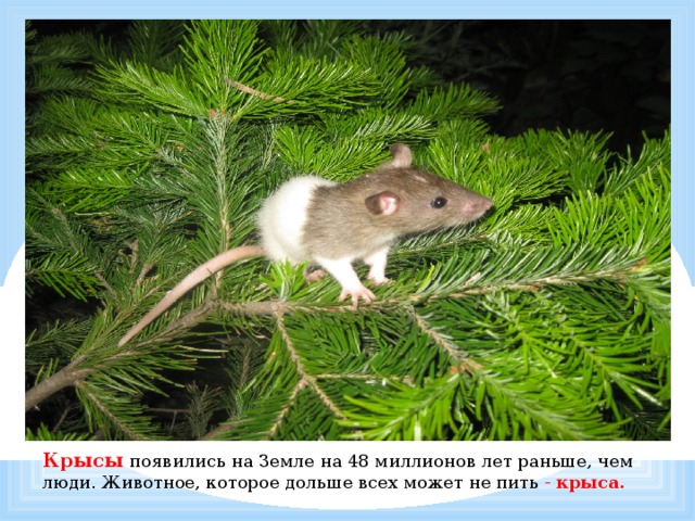           Крысы появились на Земле на 48 миллионов лет раньше, чем люди. Животное, которое дольше всех может не пить - крыса.   . 