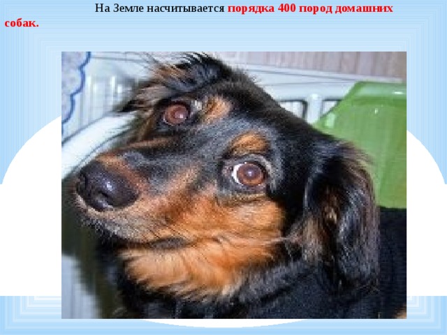  На Земле насчитывается порядка 400 пород  домашних собак. 