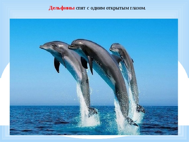   Дельфины спят с одним открытым глазом. 