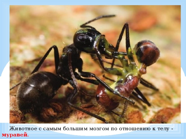  Животное с самым большим мозгом по отношению к телу - муравей . 