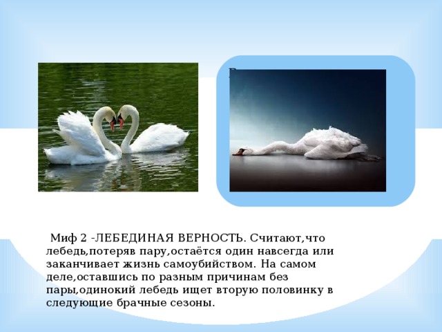  Миф 2 -ЛЕБЕДИНАЯ ВЕРНОСТЬ. Считают,что лебедь,потеряв пару,остаётся один навсегда или заканчивает жизнь самоубийством. На самом деле,оставшись по разным причинам без пары,одинокий лебедь ищет вторую половинку в следующие брачные сезоны. 