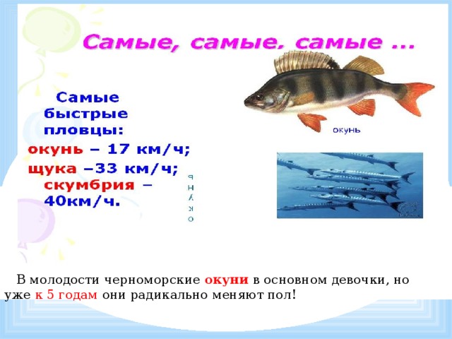  В молодости черноморские окуни  в основном девочки, но уже к 5 годам они радикально меняют пол! 