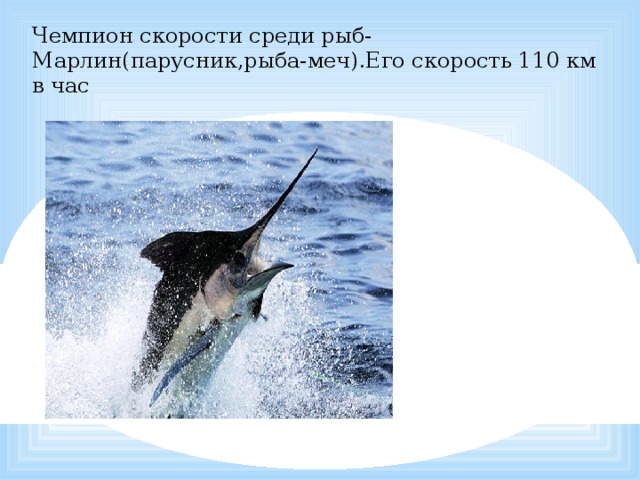 Чемпион скорости среди рыб-Марлин(парусник,рыба-меч).Его скорость 110 км в час 