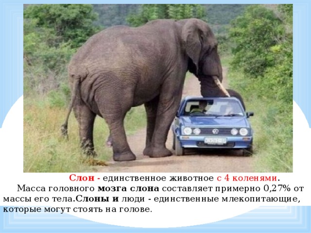            Слон - единственное животное с 4 коленями .  Масса головного мозга слона составляет примерно 0,27% от массы его тела. Слоны и люди - единственные млекопитающие, которые могут стоять на голове . 