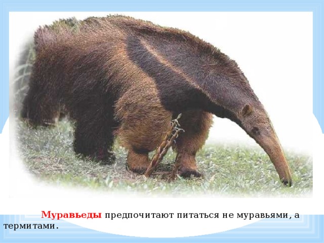            Муравьеды предпочитают питаться не муравьями, а термитами. 