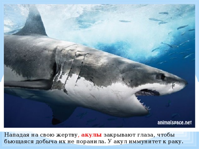 Нападая на свою жертву , акулы  закрывают глаза, чтобы бьющаяся добыча их не поранила. У акул иммунитет к раку. 