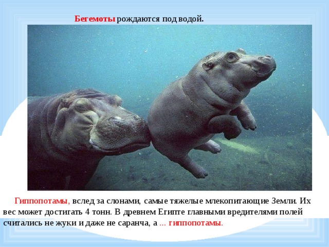      Бегемоты рождаются под водой .                Гиппопотамы, вслед за слонами, самые тяжелые млекопитающие Земли. Их вес может достигать 4 тонн. В древнем Египте главными вредителями полей считались не жуки и даже не саранча, а ... гиппопотамы. 
