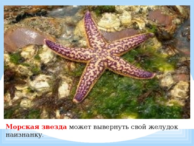           Морская звезда  может вывернуть свой желудок наизнанку .   
