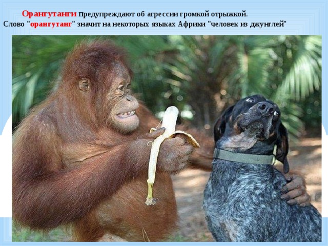     Орангутанги п редупреждают об агрессии громкой отрыжкой. Слово 