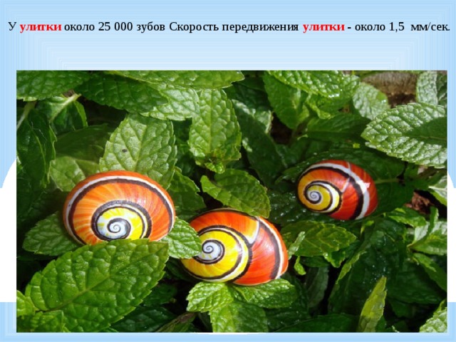  У улитки около 25 000 зубов Скорость передвижения улитки - около 1,5 мм/сек. 