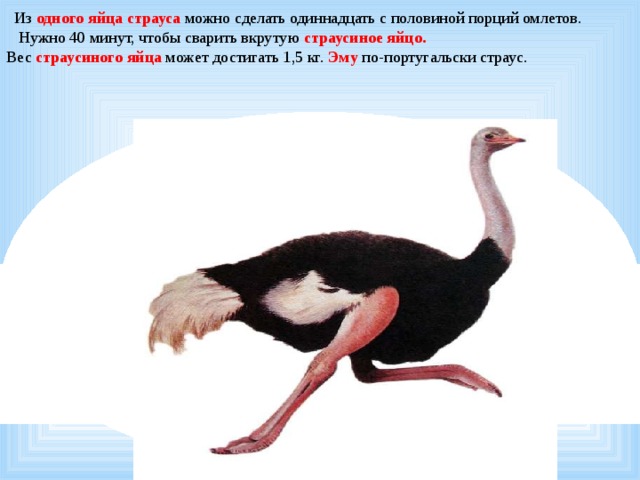  Из одного яйца страуса можно сделать одиннадцать с половиной порций омлетов. Нужно 40 минут, чтобы сварить вкрутую страусиное яйцо. Вес страусиного яйца может достигать 1,5 кг. Эму по-португальски страус. 