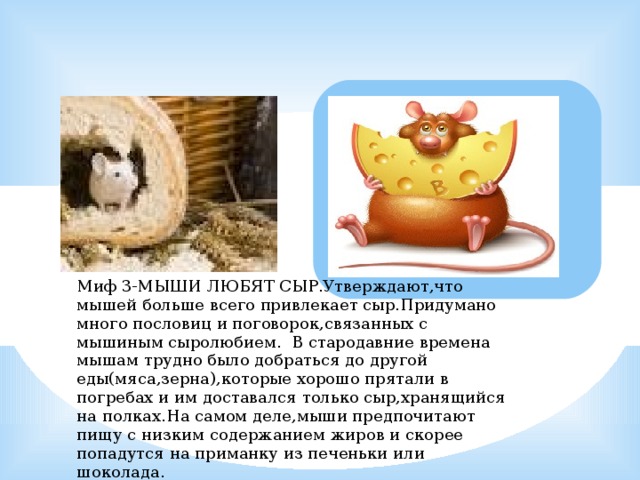 Миф 3-МЫШИ ЛЮБЯТ СЫР.Утверждают,что мышей больше всего привлекает сыр.Придумано много пословиц и поговорок,связанных с мышиным сыролюбием. В стародавние времена мышам трудно было добраться до другой еды(мяса,зерна),которые хорошо прятали в погребах и им доставался только сыр,хранящийся на полках.На самом деле,мыши предпочитают пищу с низким содержанием жиров и скорее попадутся на приманку из печеньки или шоколада. 