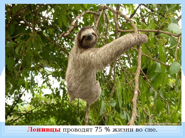            Ленивцы проводят 75 % жизни во сне.   