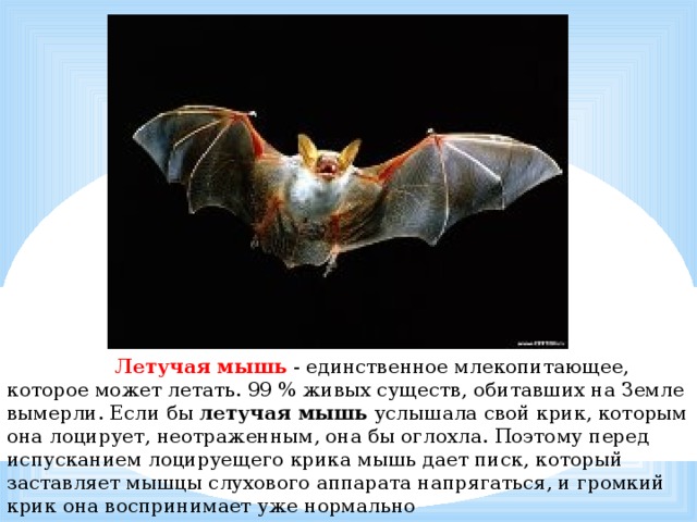             Летучая мышь  - единственное млекопитающее, которое может летать. 99 % живых существ, обитавших на Земле вымерли. Если бы летучая мышь услышала свой крик, которым она лоцирует, неотраженным, она бы оглохла. Поэтому перед испусканием лоцируещего крика мышь дает писк, который заставляет мышцы слухового аппарата напрягаться, и громкий крик она воспринимает уже нормально 