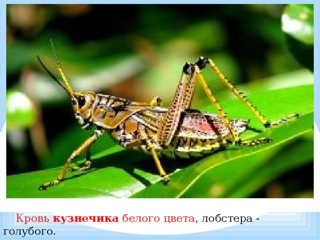   Кровь кузнечика белого цвета , лобстера - голубого.   