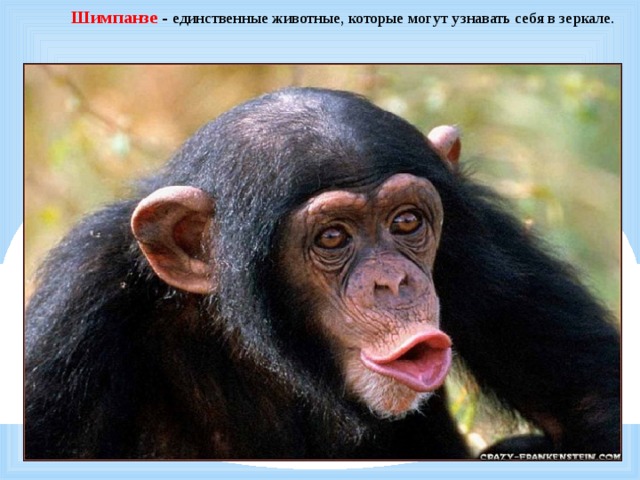     Шимпанзе - единственные животные, которые могут узнавать себя в зеркале. 