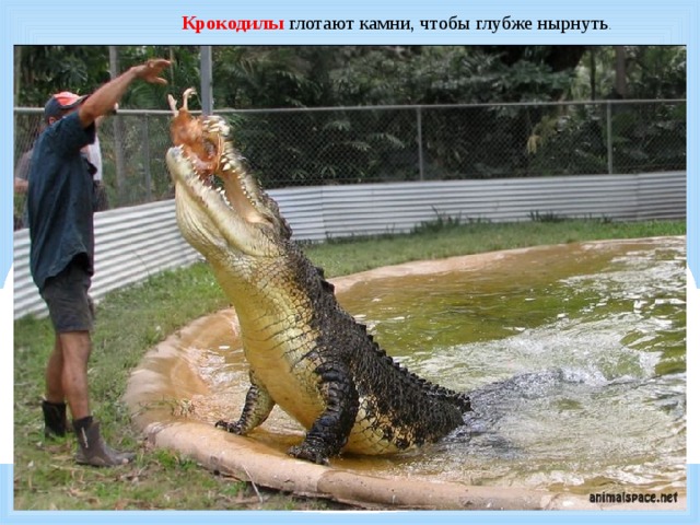     Крокодилы глотают камни, чтобы глубже нырнуть . 