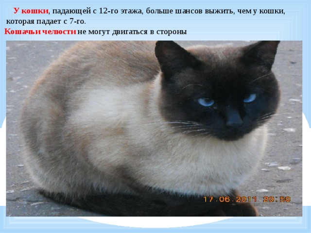    У кошки , падающей с 12-го этажа, больше шансов выжить, чем у кошки,  которая падает с 7-го.  Кошачьи челюсти не могут двигаться в стороны 