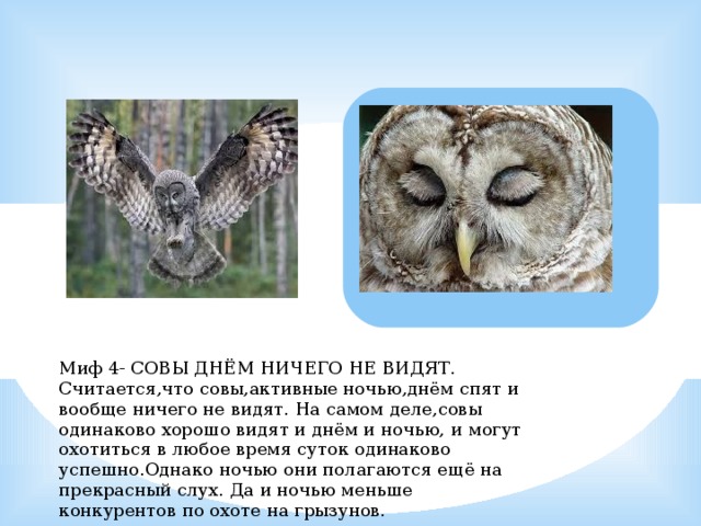 Миф 4- СОВЫ ДНЁМ НИЧЕГО НЕ ВИДЯТ. Считается,что совы,активные ночью,днём спят и вообще ничего не видят. На самом деле,совы одинаково хорошо видят и днём и ночью, и могут охотиться в любое время суток одинаково успешно.Однако ночью они полагаются ещё на прекрасный слух. Да и ночью меньше конкурентов по охоте на грызунов. 