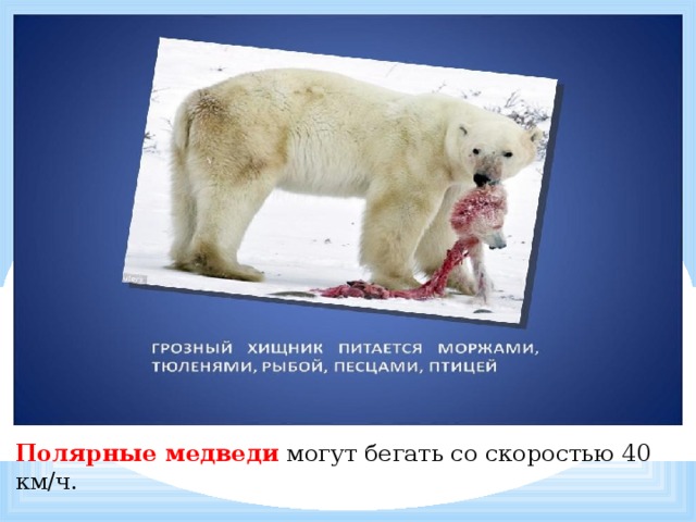           Полярные медведи  могут бегать со скоростью 40 км/ч. 
