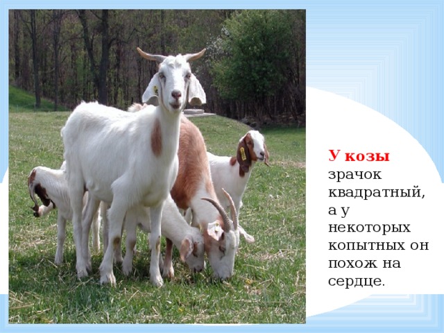 У козы  зрачок квадратный, а у некоторых копытных он похож на сердце . 