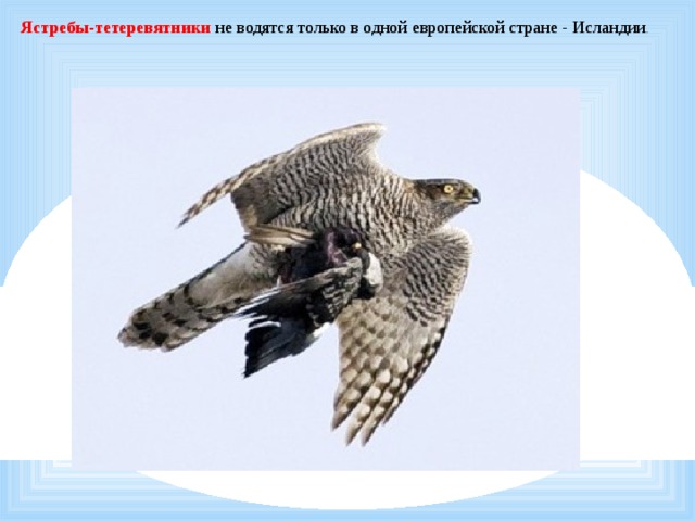   Ястребы-тетеревятники не водятся только в одной европейской стране - Исландии . 