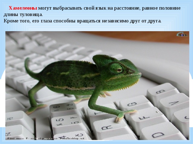  Хамелеоны могут выбрасывать свой язык на расстояние, равное половине  длины туловища.  Кроме того, его глаза способны вращаться независимо друг от друга. 