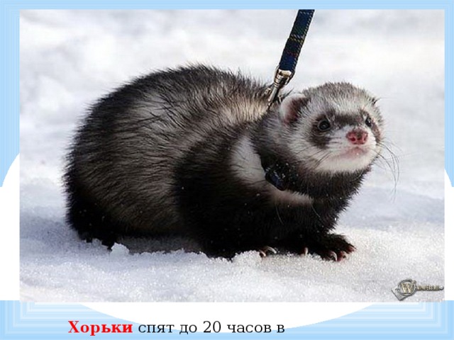             Хорьки спят до 20 часов в сутки. 